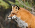 Fox stock photos. Image. Picture. Portrait.  Red fox in the summer season. Close-up head profile side view. Bokeh background Royalty Free Stock Photo