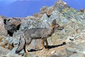 Fox on the summit of Cerro la Campana in La Campana National park in central Chile, South America