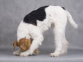 Fox terrier Royalty Free Stock Photo