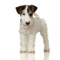 Fox terrier Royalty Free Stock Photo