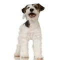 Fox terrier Royalty Free Stock Photo