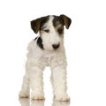 Fox terrier Royalty Free Stock Photo