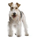 Fox terrier, 4 yeas old