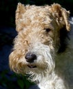 Fox terrier 9