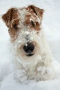 Fox terrier dog Royalty Free Stock Photo