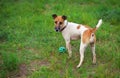 Fox terrier dog with a ball