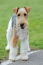 Fox Terrier dog Royalty Free Stock Photo