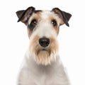 Fox Terrier dog close up portrait isolated on white background. Cute pet, loyal friend, Royalty Free Stock Photo