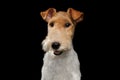 Fox Terrier Dog on Isolated Black Background Royalty Free Stock Photo