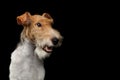 Fox Terrier Dog on Isolated Black Background Royalty Free Stock Photo
