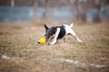 Fox terrier dog playing with a toy ball Royalty Free Stock Photo