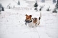 Fox Terrier dog running in in the snow in the winter Royalty Free Stock Photo