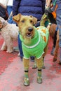 Fox Terrier painted in green color in the sweater and shoes at the St. Patrick`s Day Parade in the park Sokolniki in Moscow