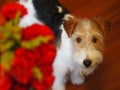 Fox terrier portrait