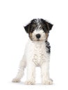 Fox Terrier pup on white background