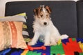 Three and a half month old fox terrier sits on the couch