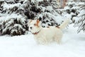 Fox terrier in the snow stands Royalty Free Stock Photo