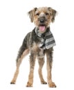 Fox Terrier wearing a scarf