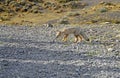 Fox in Torres Del Paine, southern Patagonia, Chile Royalty Free Stock Photo