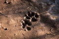 Fox tracks in mud French countryside Royalty Free Stock Photo