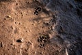 Fox tracks in French forest