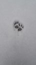 Fox tracks snow cute white and black heart Royalty Free Stock Photo