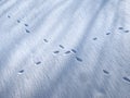 The fox trail on the snow.. Fox foot prints Royalty Free Stock Photo