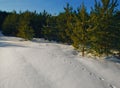 Fox trails on snowy field Royalty Free Stock Photo