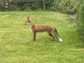 Fox in an urban garden Royalty Free Stock Photo