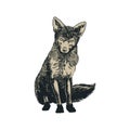 Fox vintage engraved illustration. Hand drawn fox isolated on white background. Cute forest animal in old retro sketch style for Royalty Free Stock Photo