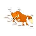 Fox vocabulary part of body.vector