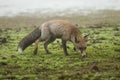 Fox, vulpes vulpes, Looking for food