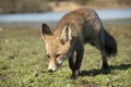 Fox, vulpes vulpes, Looking for food