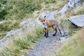 Fox Vulpes vulpes in natural habitat Royalty Free Stock Photo