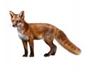 Fox Vulpes