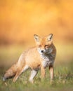 Fox Vulpes vulpes in autumn scenery, Poland Europe, animal walking among autumn meadow Royalty Free Stock Photo