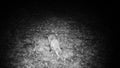 Fox, Vulpes vulpes, eats in a orest in the night FullHD video