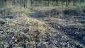 Fox, Vulpes vulpes, in a wood with daylight FullHD video