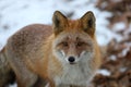 Fox Vulpes vulpes in the woods on snow background. Wild red fox in natural habitat. Portrait of carnivore animal closeup. Royalty Free Stock Photo