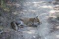 fox waiting in shadow on dirt path in pine grove, Italy