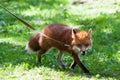 Fox for a walk in the zoo.