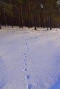 A fox walked through the freshly fallen snow