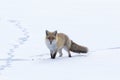 Fox Walking Across The Snow