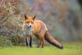 Fox walking in dune vegetation