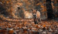 Fox walking through the forest, autumn leaves on the ground Royalty Free Stock Photo