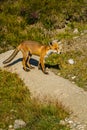 A fox walking unhindered at an altitude of 2000 meters Royalty Free Stock Photo