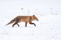 Fox walking Royalty Free Stock Photo