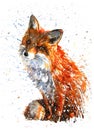Fox Royalty Free Stock Photo