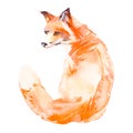 Fox on white background. Watercolor. Vector.