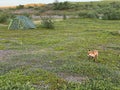 A fox running into a tourist camp, Murmansk region of Russia.